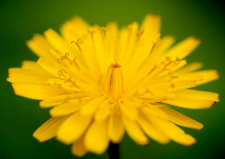 The lovely, cheerful dandelion, just one of many weeds worth celebrating.(© All Rights Reserved)